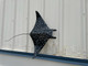 Spotted 30" Manta Ray Full Mount - IN STOCK