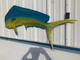 65-inch-bull-dolphin-half-sided-fish-repica-left-facing-tailview