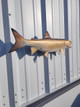 In Stock 24 Inch Lake Trout Fish Mount - Flank View