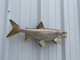 In Stock 24 Inch Lake Trout Fish Mount - Flank View