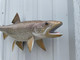In Stock 24 Inch Lake Trout Fish Mount - Mouth View