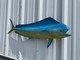 37 inch blue cow dolphin fish mount