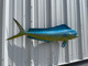 37 inch blue cow dolphin fish mount in stock