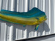 56-inch-bull-dolphin-fish-mount-2-for-sale