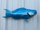 22 inch blue bluntnose parrotfish half mount