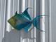 In Stock 24 Inch Queen Triggerfish Fish Mount - Flank View