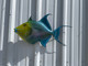 In Stock 24 Inch Queen Triggerfish Fish Mount
