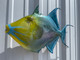 In Stock 24 Inch Queen Triggerfish Fish Mount - Head View