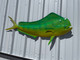53 inch bull dolphin half mount green color right