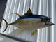 67 inch yellowfin tuna fish replica for sale