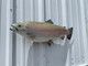 In Stock 27 Inch Rainbow Trout Fish Mount - Head View