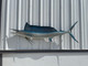 73 spearfish mount for sale