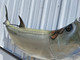 In Stock 84 Inch Tarpon Fish Mount - Top View