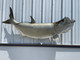 In Stock 84 Inch Tarpon Fish Mount - Side View