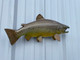 24 inch brown trout fish mount  for sale