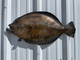 27 Inch Flounder Fish Half Mount