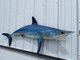 82 Mako Shark Half Mount
