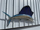 84 Inch Pacific Sailfish Wall Mount - Flank View
