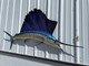84 Inch Pacific Sailfish Fish Mount - Head View