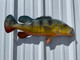27 peacock bass half sided fish replica
