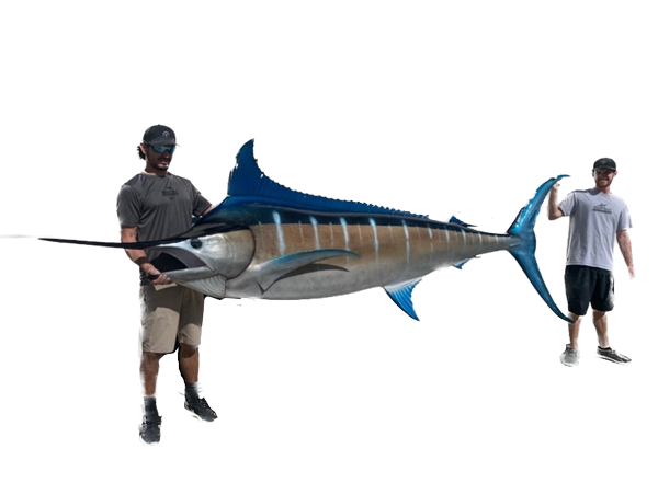 big blue marlin replica by Mount This Fish