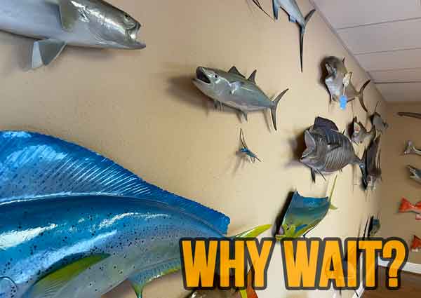 In Stock Fish Mounts