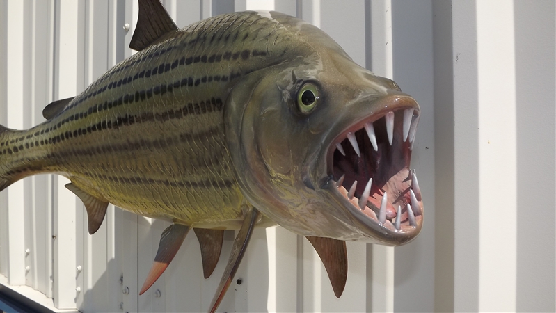 31 Inch African Tigerfish Fish Mount Replica Reproduction For Sale