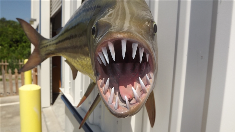 31 Inch African Tigerfish Fish Mount Replica Reproduction For Sale