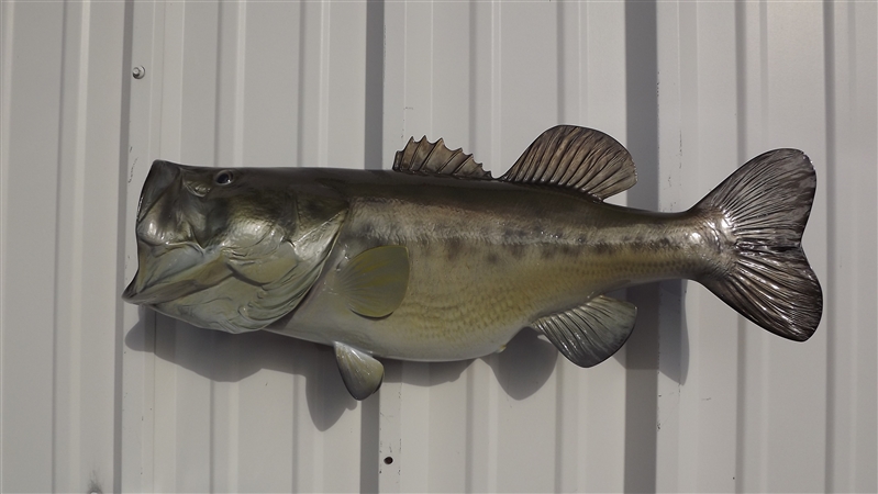 6-Pound Largemouth Bass Fish Mount