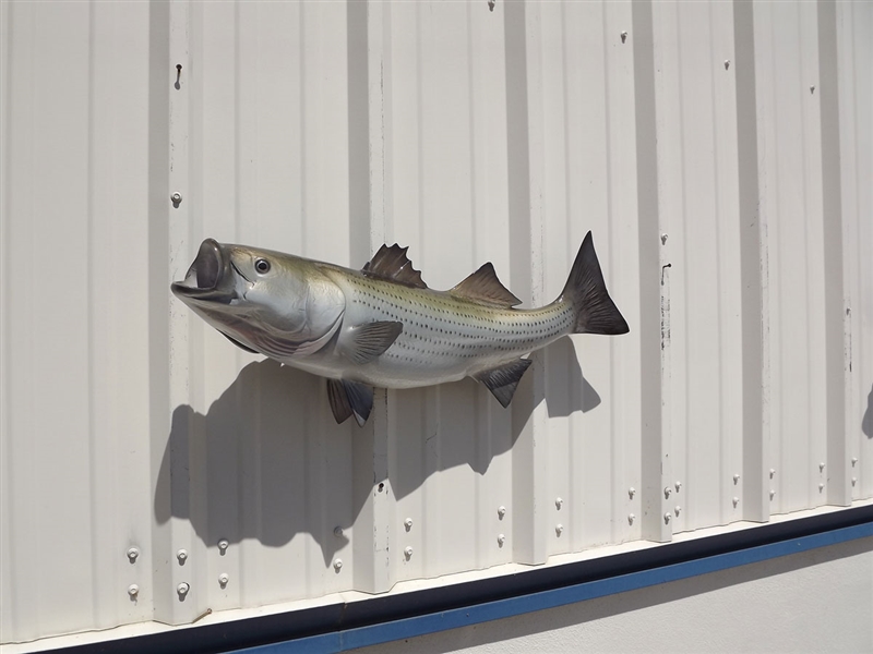 31 Inch Striped Bass Fish Mount Replica Reproduction For Sale