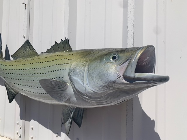 41 Inch Striped Bass Fish Mount Replica Reproduction For Sale