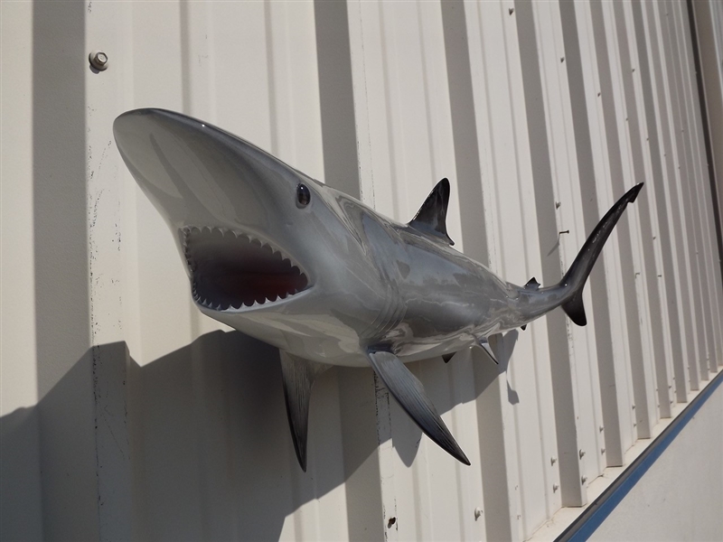 36 Blacktip Shark Full Mount