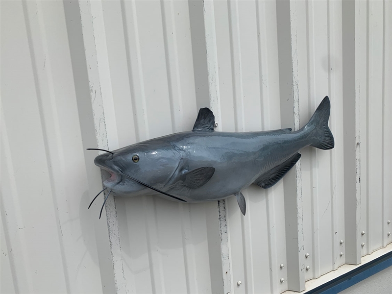 31 Inch Blue Catfish Half Sided Fish Mount Replica Reproduction