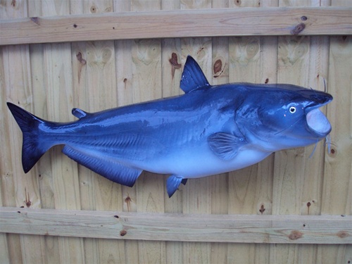 43 Inch Blue Catfish Fish Mount Replica Reproduction For Sale