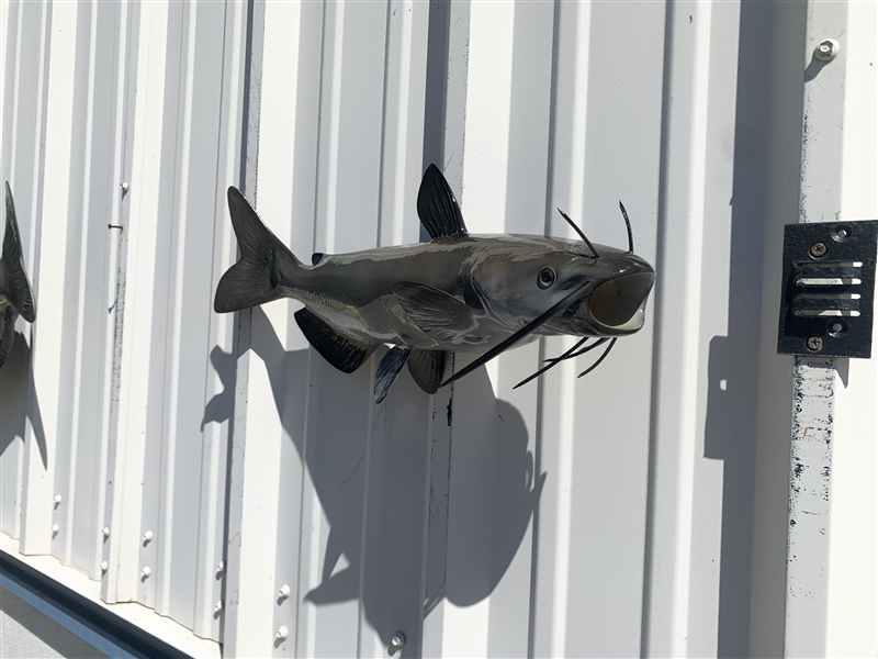 Catfish  Blue Channel Catfish – The iFISH Store