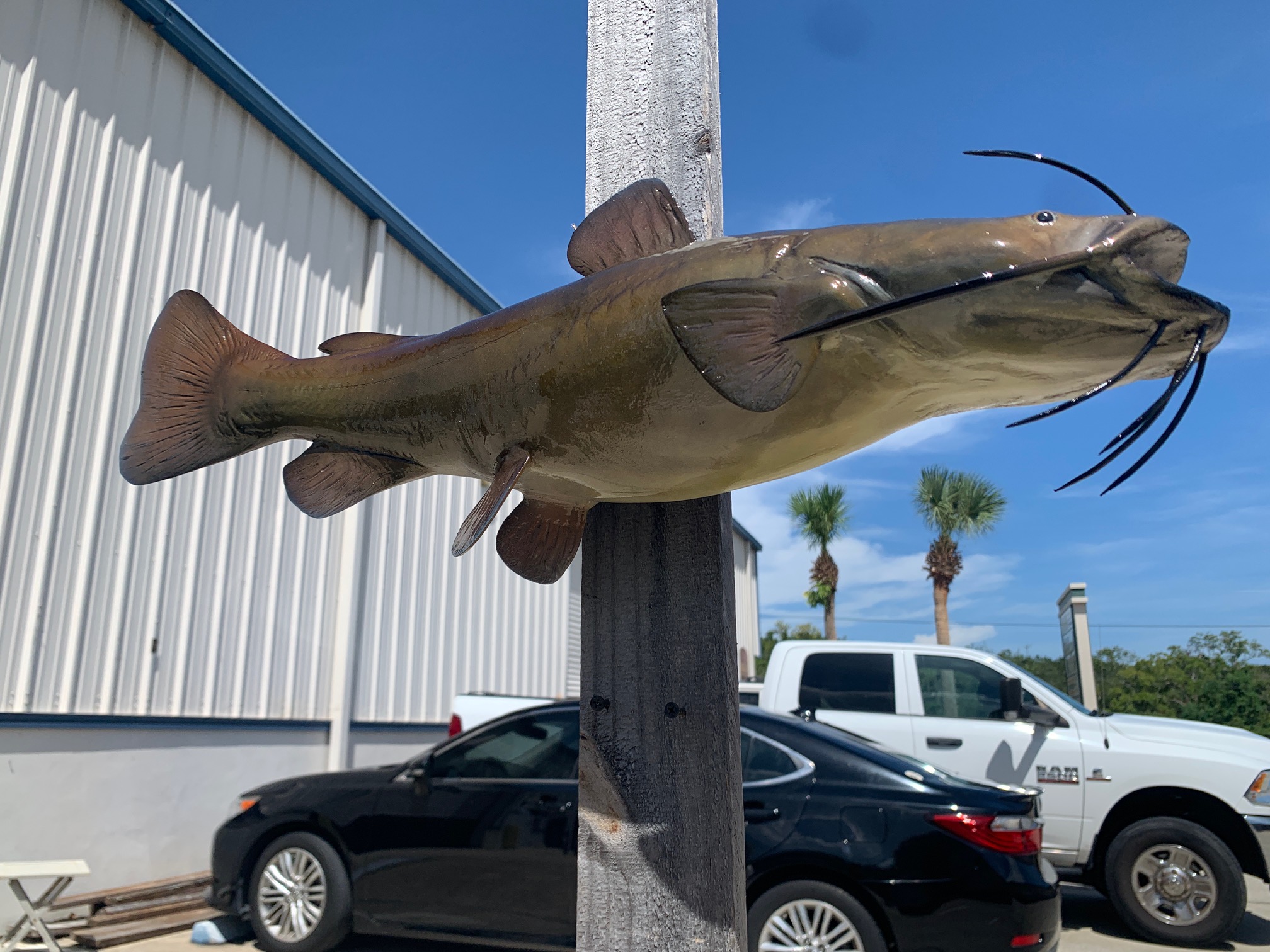 24 Inch Flathead Catfish Fish Mount Replica Reproduction For Sale