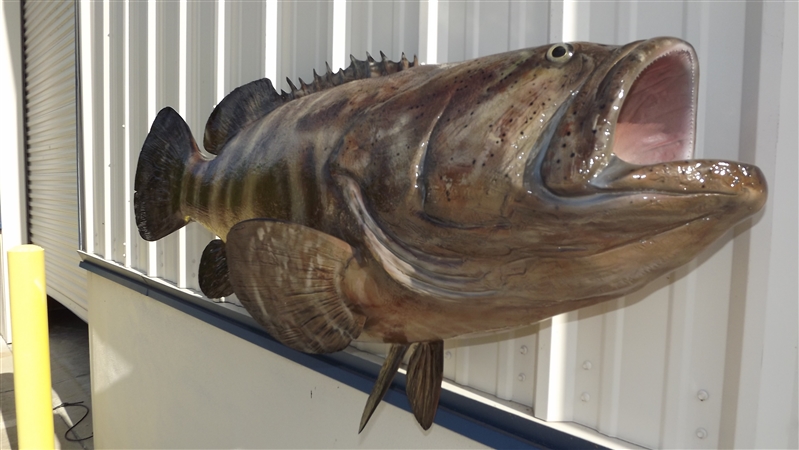 26-inch Nassau Grouper – Fish Mounts