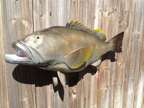 yellowedge grouper recipe