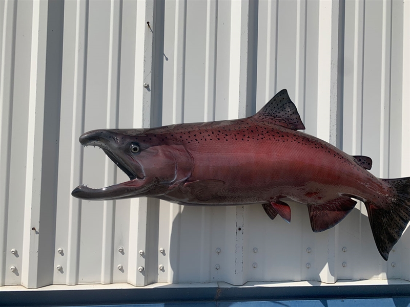 Spawning Phase Sockeye Salmon Taxidermy Mount For Sale