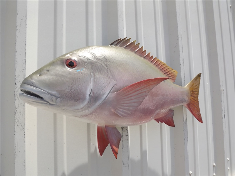 28 Inch Mutton Snapper Fish Mount 28 Inch Mutton Snapper Fish Replica