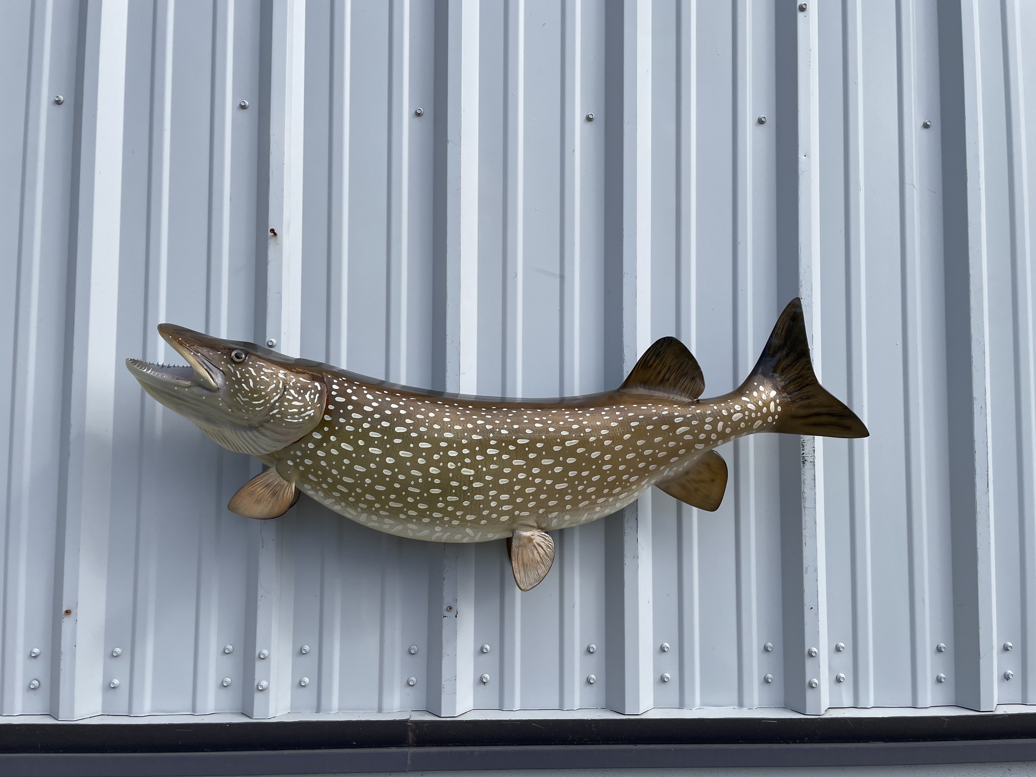In Stock 45 Inch Northern Pike Full Mount In Stock 45 Inch Northern ...