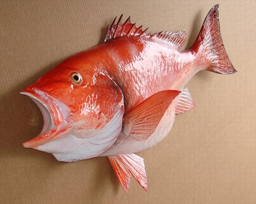 36-inch Red Snapper - Fish Mounts