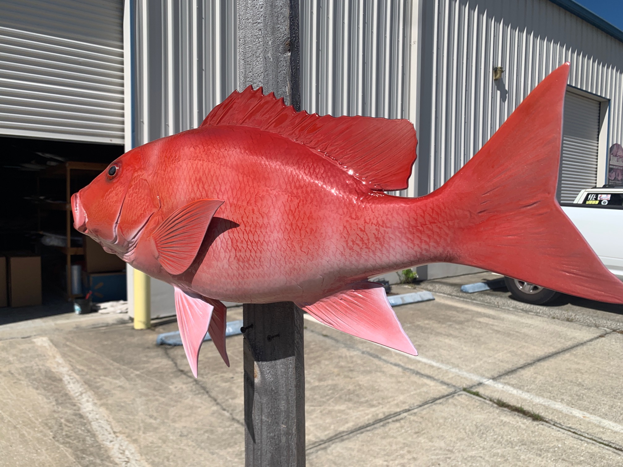 36-inch Red Snapper - Fish Mounts