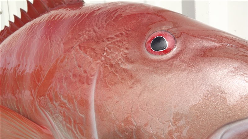 38 Inch Red Snapper Fish Mount Replica Reproduction For Sale