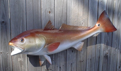 33 Inch Redfish Fish Mount Replica Reproduction For Sale