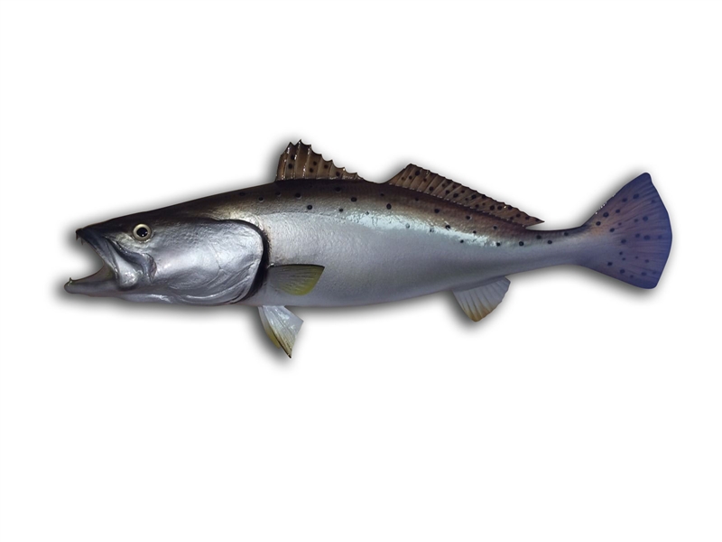 Seatrout Fish Mount Two Sided Wall Mount Fish Replica - 28 Inches