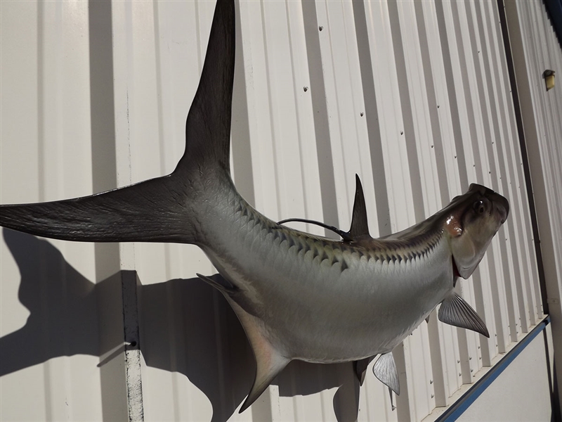 60 Inch Tarpon Fish Mount Replica Reproduction For Sale