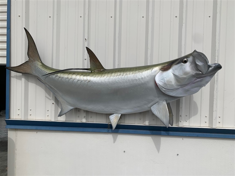 74 Inch Tarpon Fish Mount Replica Reproduction For Sale