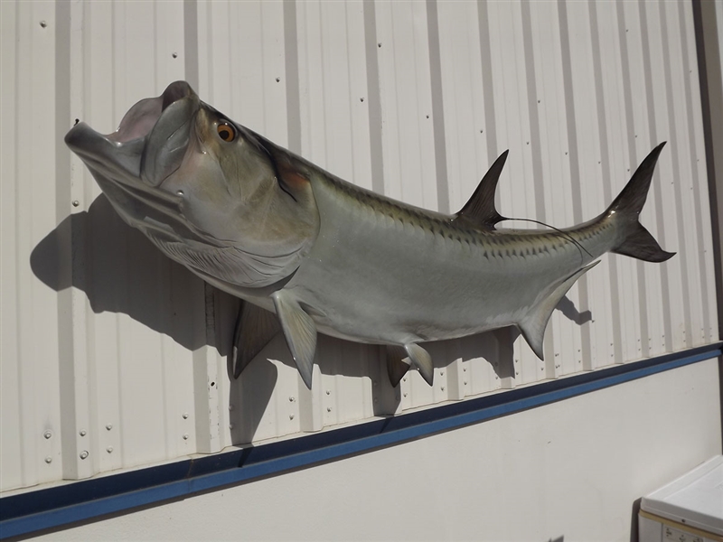 80 Inch Tarpon Fish Mount Replica Reproduction For Sale