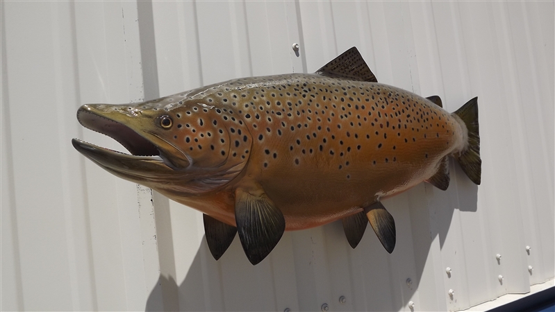 36 inch Brown Trout Fish Mount Replica